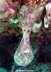 This shot show the born of a  new sponge: by the "mother"... by Alberto Romeo 